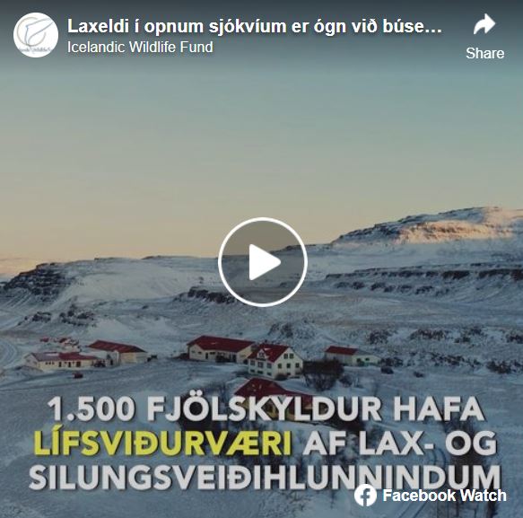 Laxeldi í opnum sjókvíum er ógn við búsetu í sveitum Íslands – Myndband