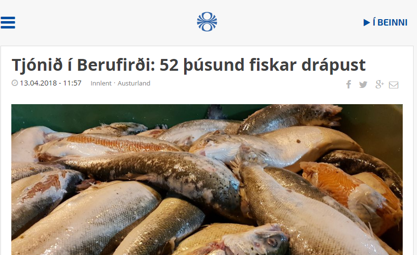 52.000 fiskar drápust í Berufirði: Gengdarlaus fiskdauði er viðvarandi vandamál í sjókvíaeldi