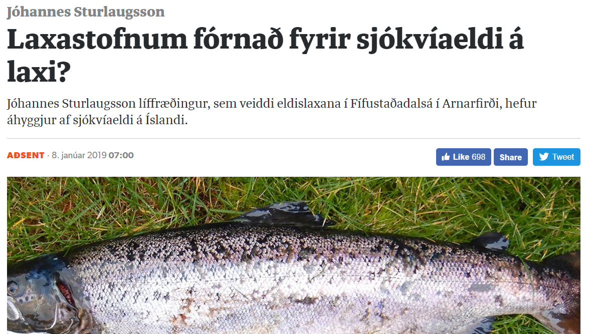 „Laxastofnum fórnað fyrir sjókvíaeldi á laxi?“ – Grein Jóhannesar Sturlaugssonar