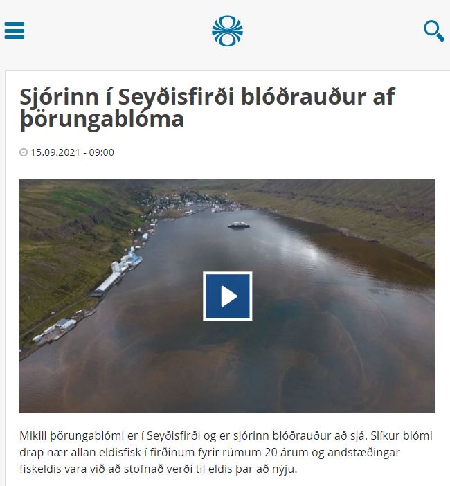 Ástandið í Seyðisfirði: Blóðrauður sjór af þörungablóma
