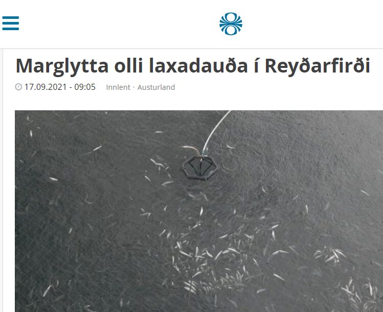 Marglyttublómi veldur stórfelldum fiskidauða í sjókvíum í Reyðarfirði