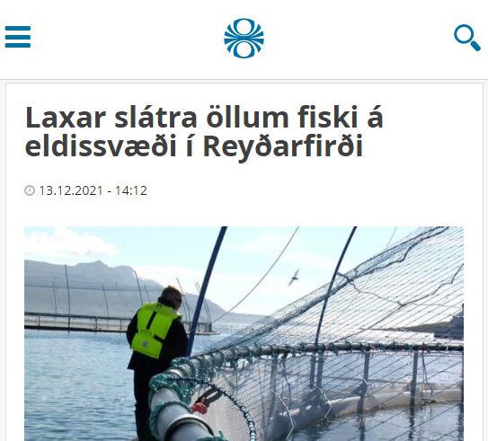 Öllum fiski slátrað í sjókvíum í Reyðarfirði vegna skæðrar veirusýkingar
