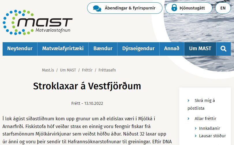 MAST staðfestir að fjöldi strokulaxa hefur veiðst í ám á Vestfjörðum: