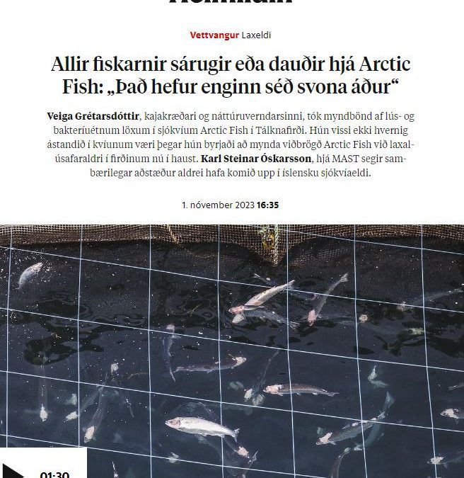 Myndir og myndbönd sýna algerlega fordæmislaus hryllingur í sjókvíum Arctic Fish í Tálknafirði