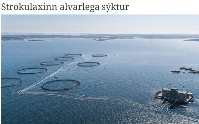 Fiskur sem sleppur úr sjókvíum ber með sér alvarlega fiskisjúkdóma