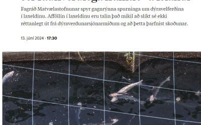 Fagráð MAST um dýravelferð efast um framtíð sjókvíaeldis vegna gríðarlegs laxadauða