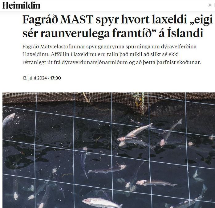 Fagráð MAST um dýravelferð efast um framtíð sjókvíaeldis vegna gríðarlegs laxadauða