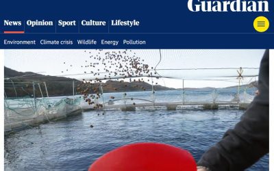 The Guardian fjallar um ósjálfbærni sjókvíaeldis: Villtum fisk fórnað til að fóðra eldislax sem kvelst í kvíum