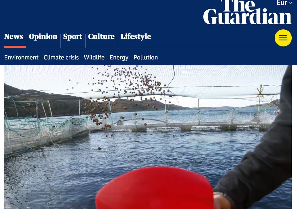 The Guardian fjallar um ósjálfbærni sjókvíaeldis: Villtum fisk fórnað til að fóðra eldislax sem kvelst í kvíum