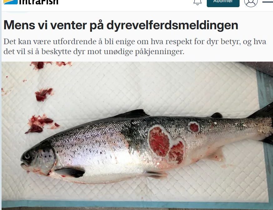 „Meðan við bíðum eftir dýravelferðarskýrslunni“ – grein eftir Nina Santi á síðu Intrafish