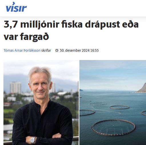 Í byrjun desember var laxadauðinn árið 2024 kominn í 3.7 milljón fiska